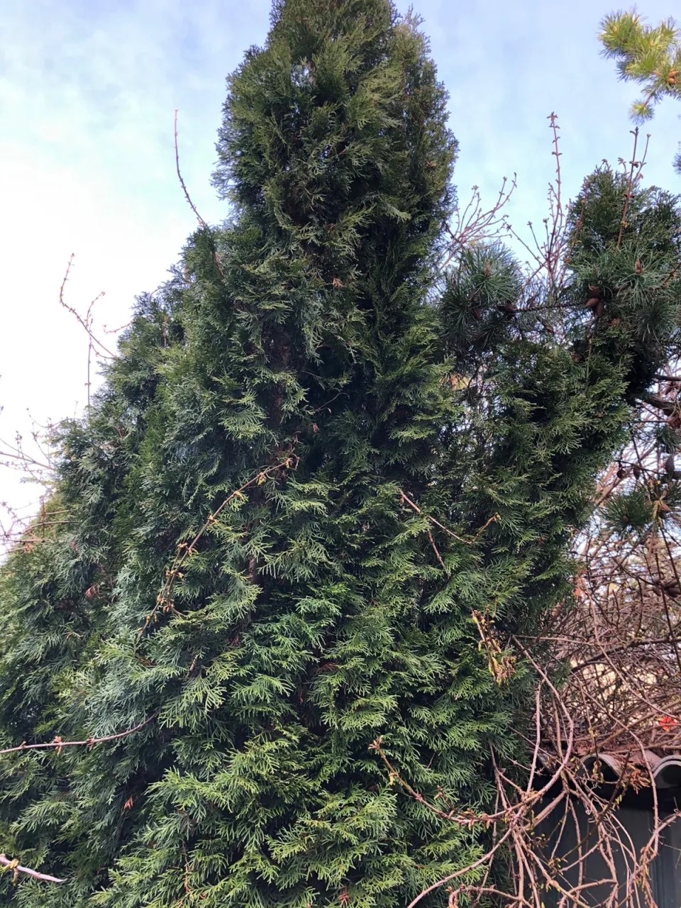 Gartenbereinigung in Zwickau und Umgebung – Foto 6
