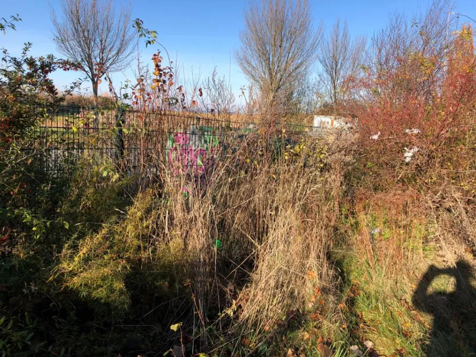 Grünpflege auch am Müllplatz in Zwickau und Umgebung – Foto 16