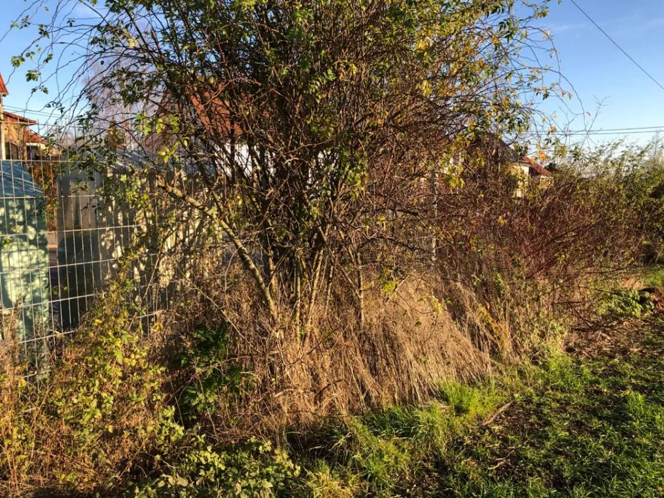 Grünpflege auch am Müllplatz in Zwickau und Umgebung – Foto 6