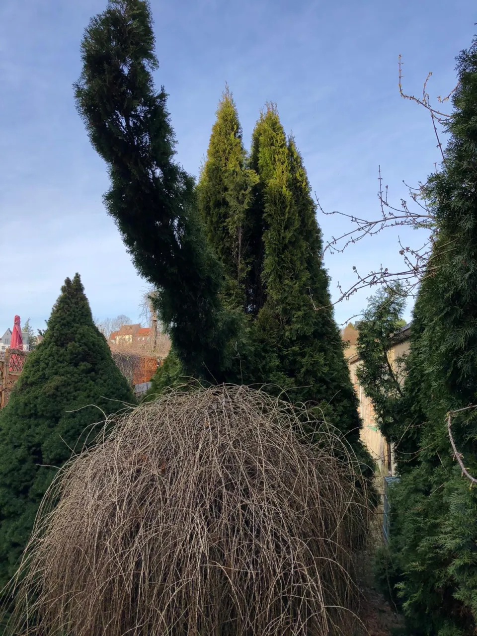 Gartenbereinigung in Zwickau und Umgebung – Foto 4
