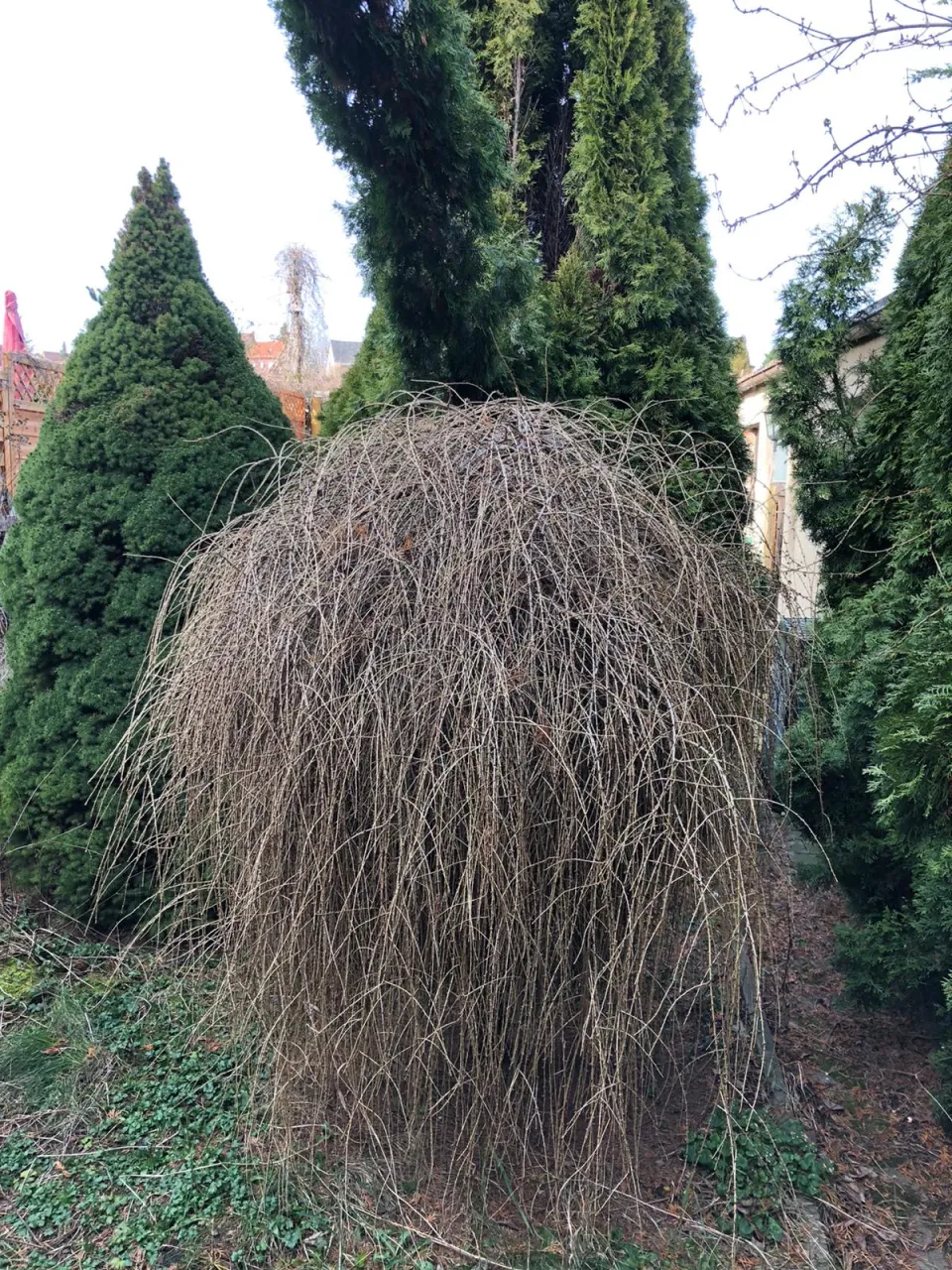 Gartenbereinigung in Zwickau und Umgebung – Foto 3