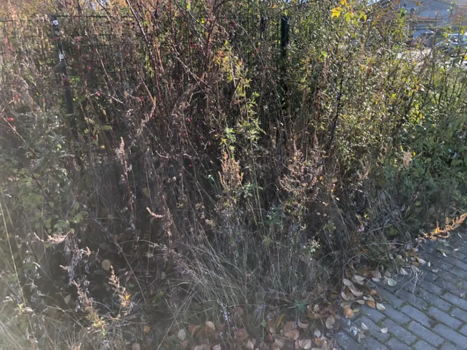Grünpflege auch am Müllplatz in Zwickau und Umgebung – Foto 4