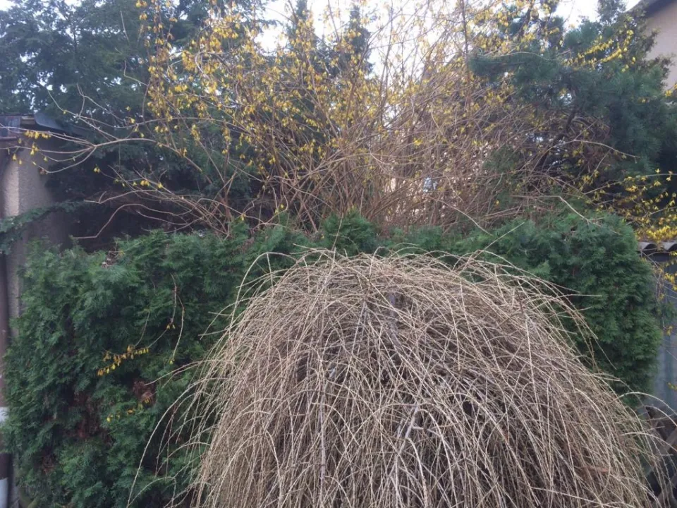 Gartenbereinigung in Zwickau und Umgebung – Foto 2
