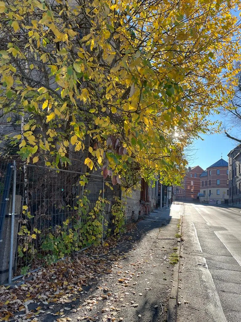 Gehwegreinigung in Zwickau in Zwickau – Foto 5