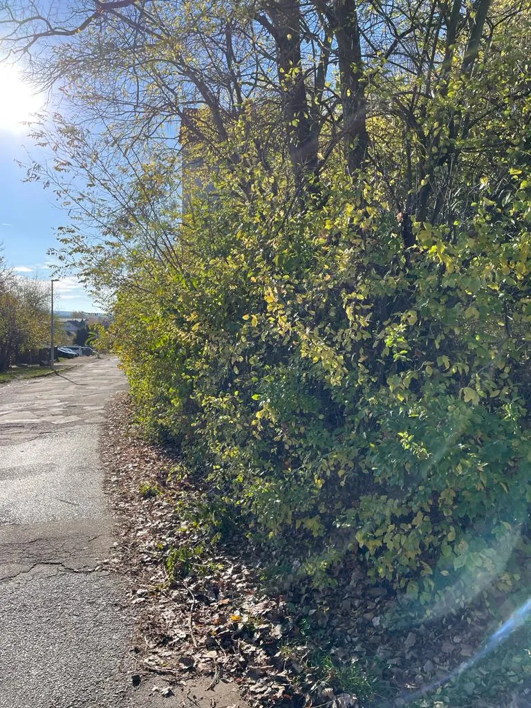 Gehwegreinigung in Zwickau in Zwickau – Foto 6