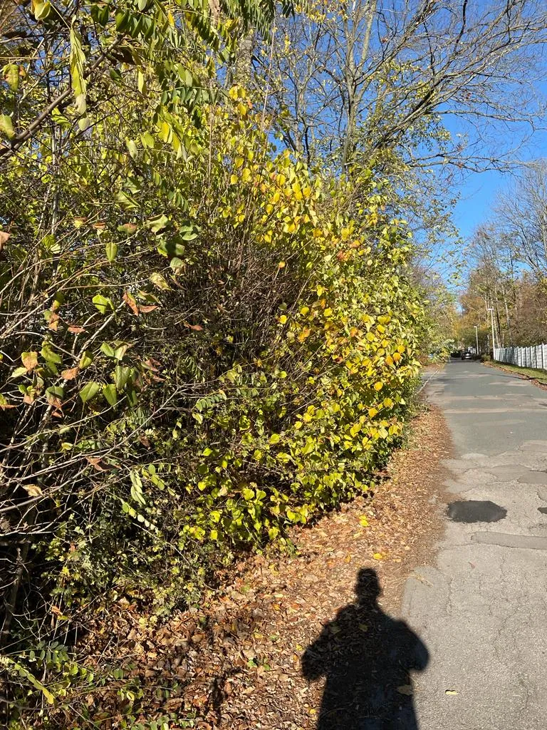 Gehwegreinigung in Zwickau in Zwickau – Foto 7
