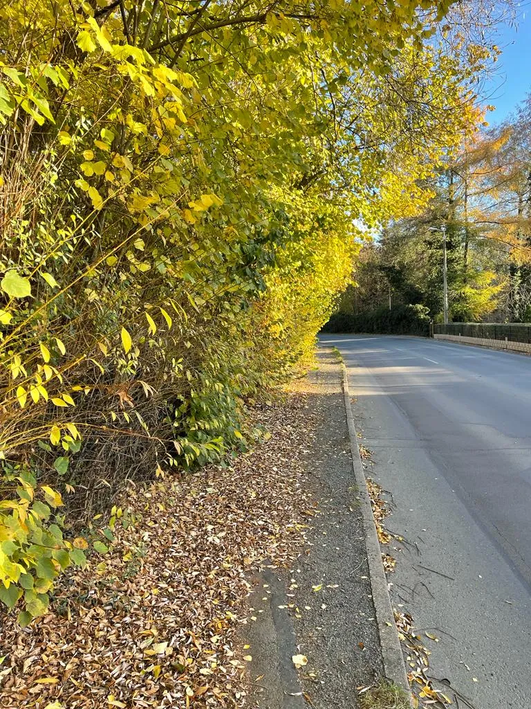 Gehwegreinigung in Zwickau in Zwickau – Foto 15