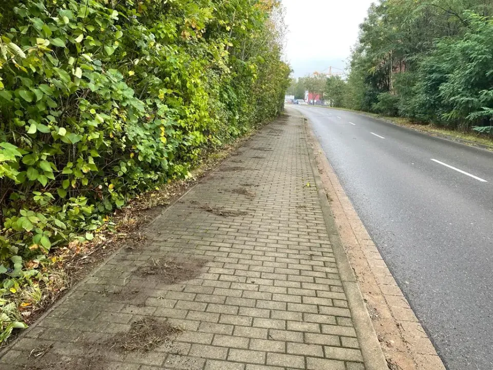 Heckenpflege in Zwickau in Zwickau – Foto 2
