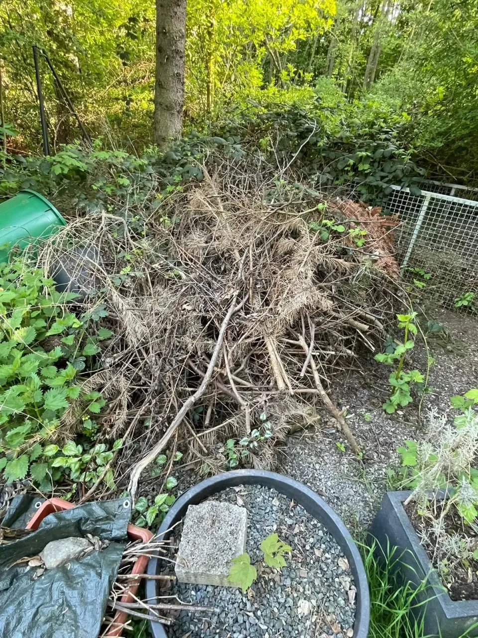 Grünschnittbeseitigung – Vorher/Nachher auf einen Blick in Zwickau und Umgebung – Foto 5