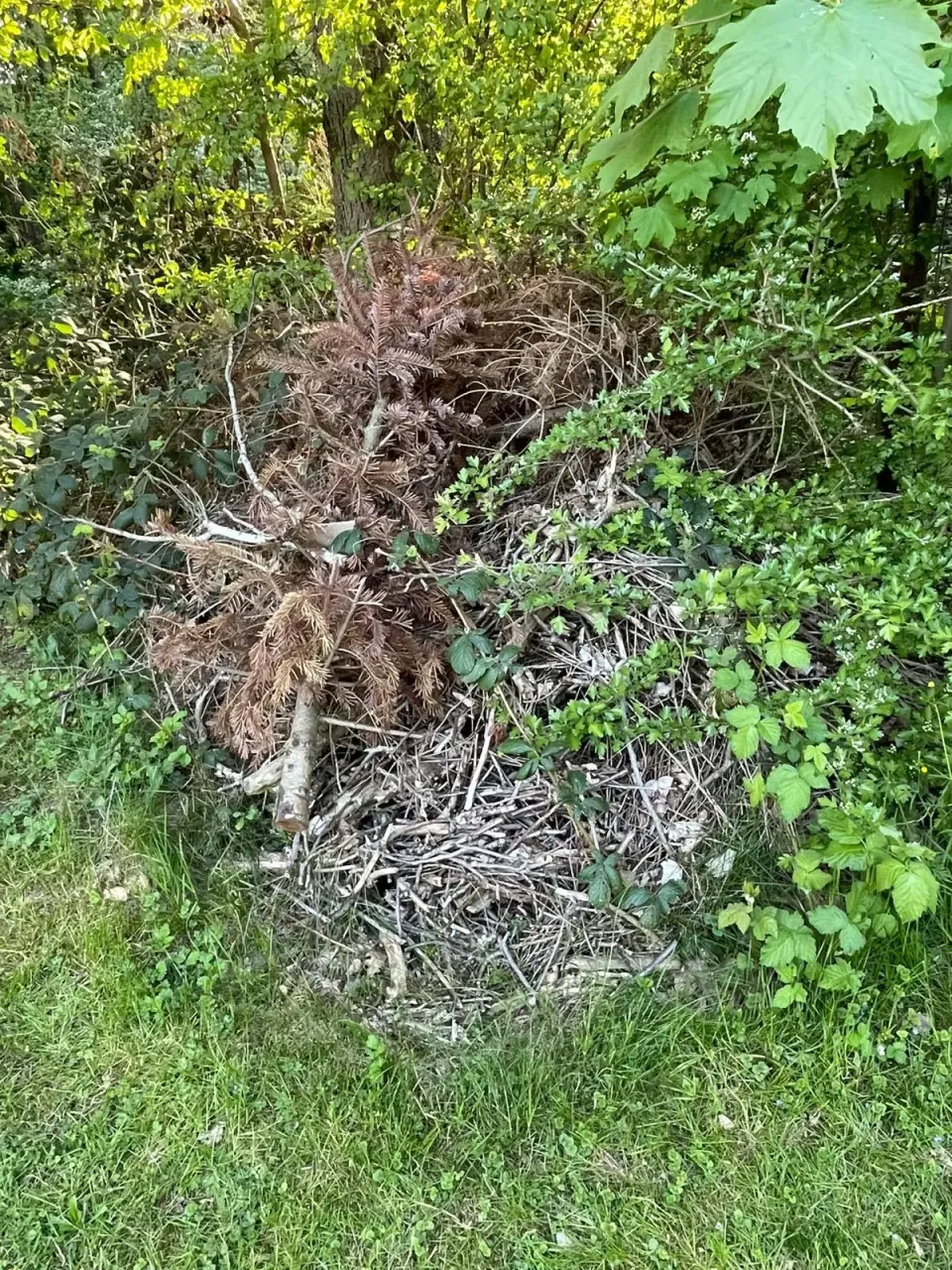 Grünschnittbeseitigung – Vorher/Nachher auf einen Blick in Zwickau und Umgebung – Foto 3
